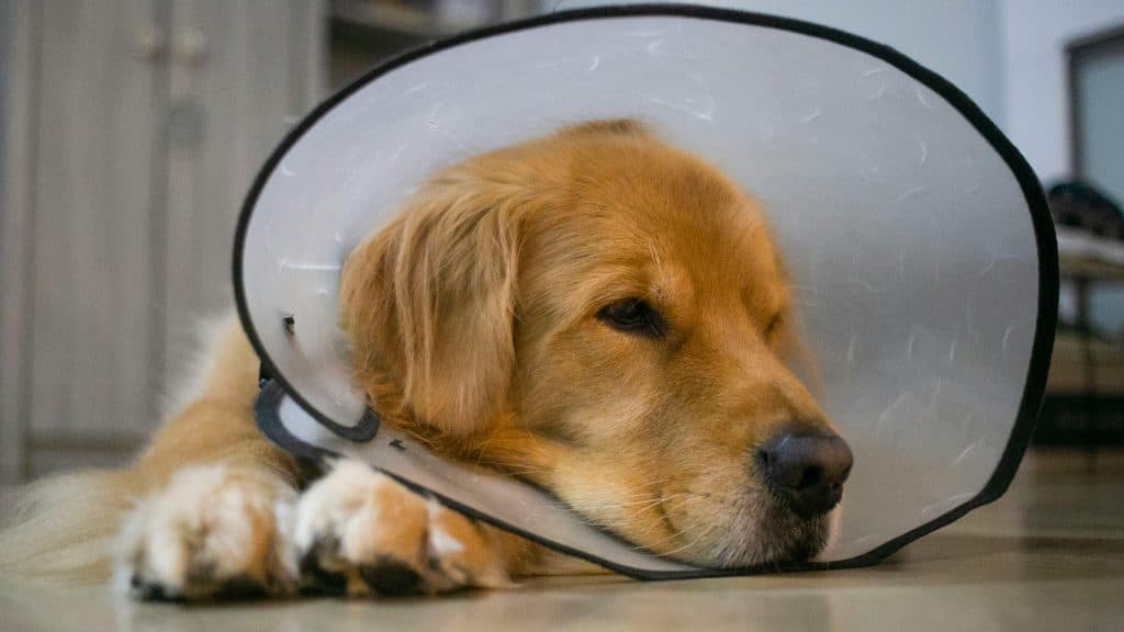 Castração gratuita reforça política pública de bem-estar animal em São José - Prefeitura Municipal De São José