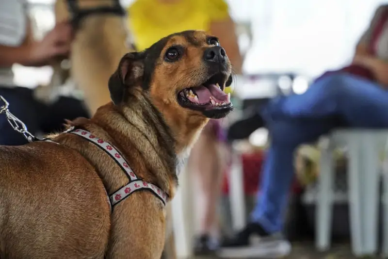 São José promove mutirão de castração gratuita para cães e gatos em junho
