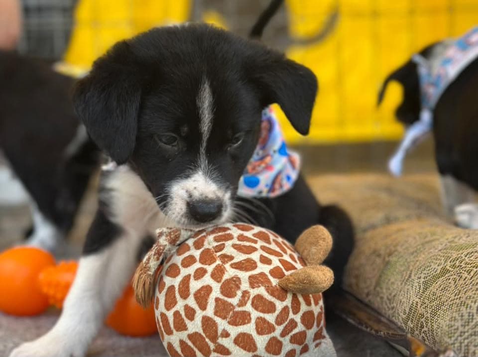 São José lança calendário mensal para feiras de adoção de animais