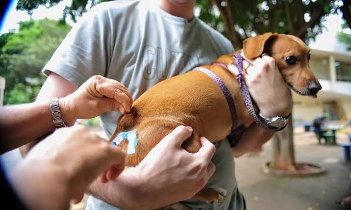 São José promove vacinação e feira de adoção para cães e gatos neste sábado