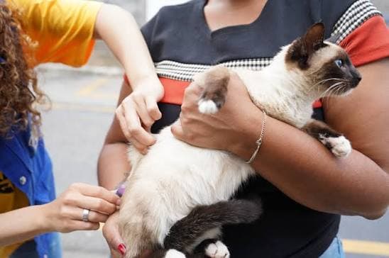 Mais de 300 animais são vacinados em ação promovida pela Prefeitura de São José