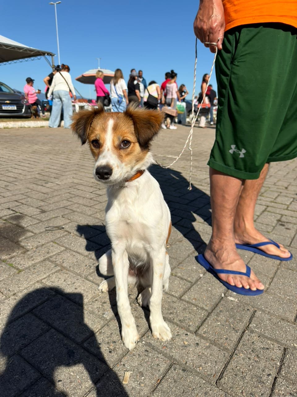 São José Amplia Castração Gratuita e Supera 7,5 Mil Cães e Gatos Atendidos em Um Ano