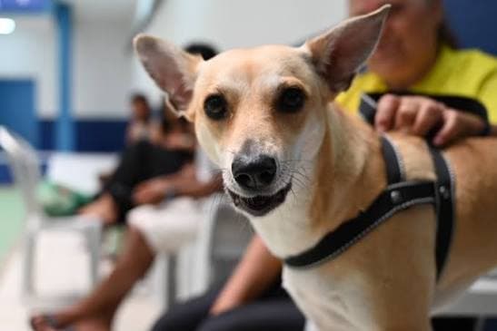 São José oferece 300 vagas para castração gratuita de cães e gatos