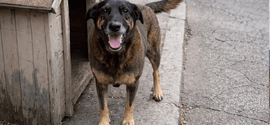 São José terá Memorial “Cão Orelha” na Beira-Mar para conscientizar sobre proteção animal