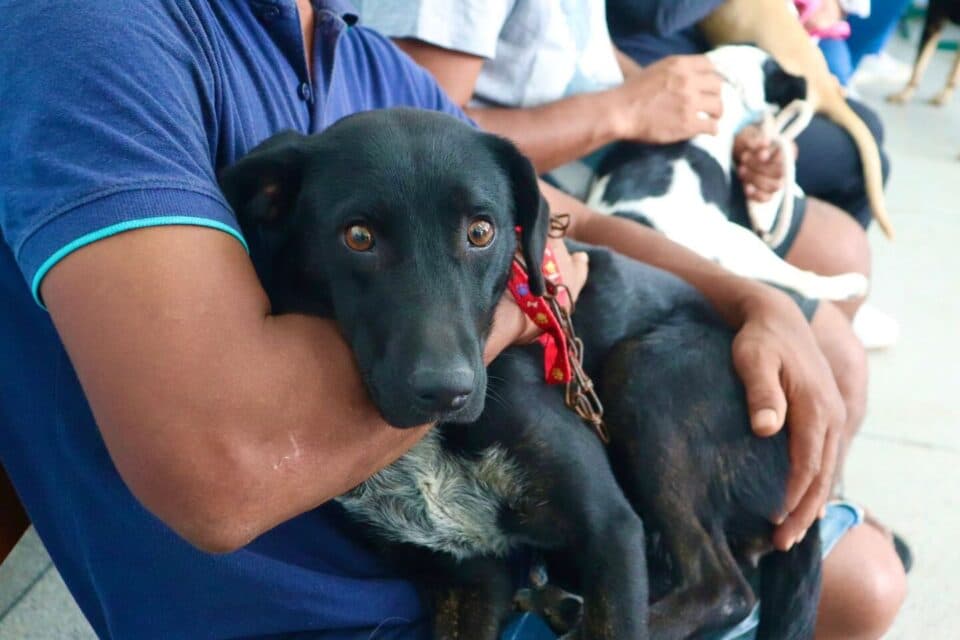 Mutirão de Castração Animal em São José: Últimas Vagas Disponíveis para Mil Cirurgias Gratuitas
