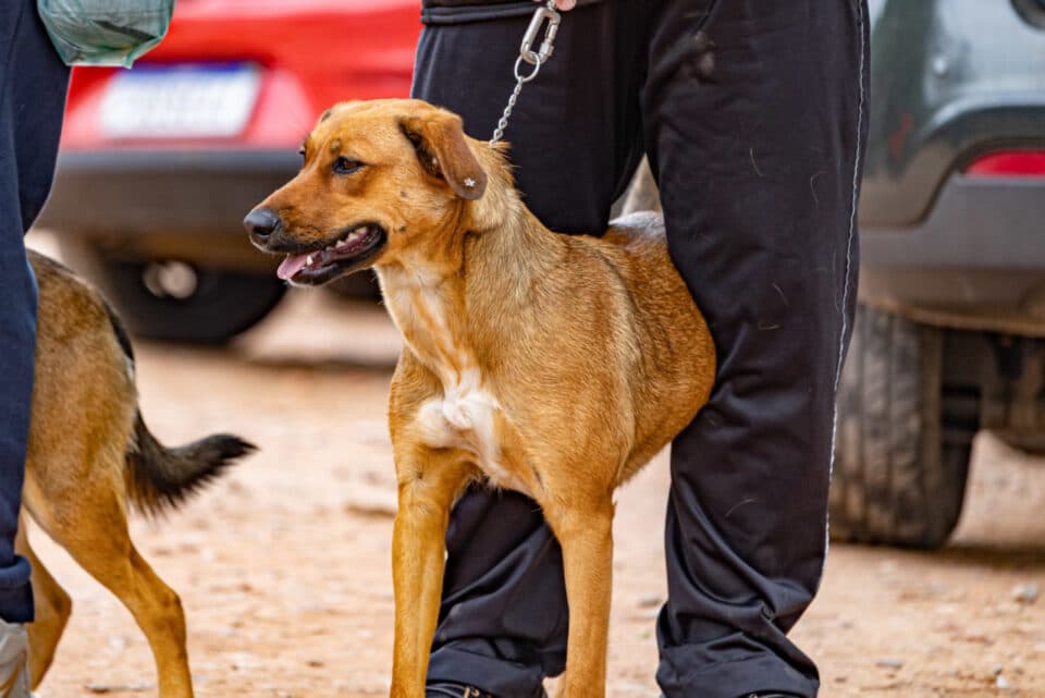São José promove maior mutirão de castração animal com mil vagas gratuitas