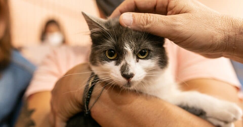 São José ainda tem vagas para novo mutirão gratuito de castração de cães e gatos