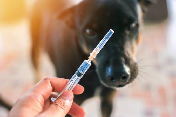 São José amplia ações de bem-estar animal com mutirão de castração e vacinação gratuita
