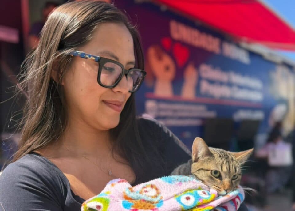São José chega a 8,1 mil animais castrados e mutirões seguem pelo terceiro dia consecutivo